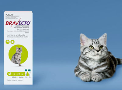 Picture of BRAVECTO SPOT ON CAT GRN 1.2-2.8KG